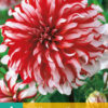 Dahlia Santa Claua