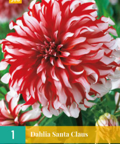 Dahlia Santa Claua