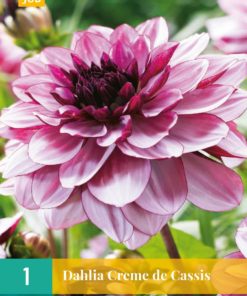 DAHLIA CREME DE CASSIS 1