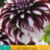 DAHLIA TARTAN 1