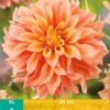 Dahlia Tyrell