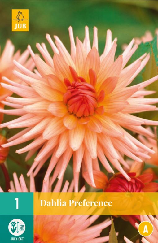 Dahlia Preference