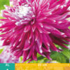 Dahlia Vancouver