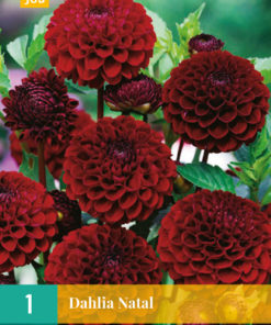 DAHLIA NATAL 1