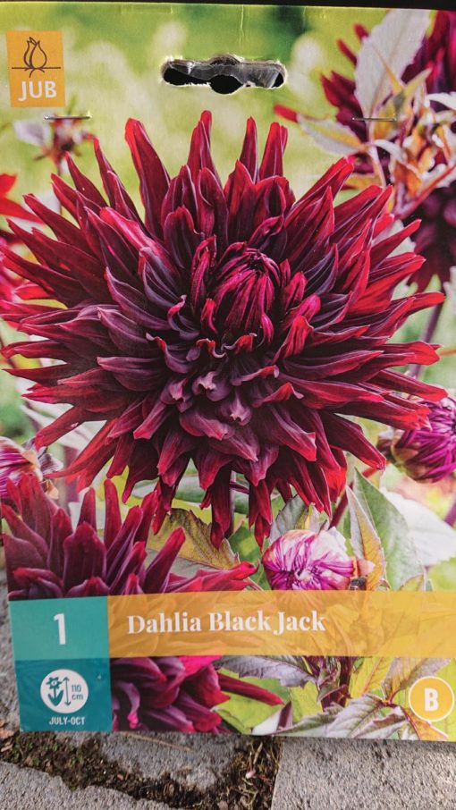 Dahlia Black Jack