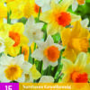 NARCISSI LARGE CUPPED MIX 15
