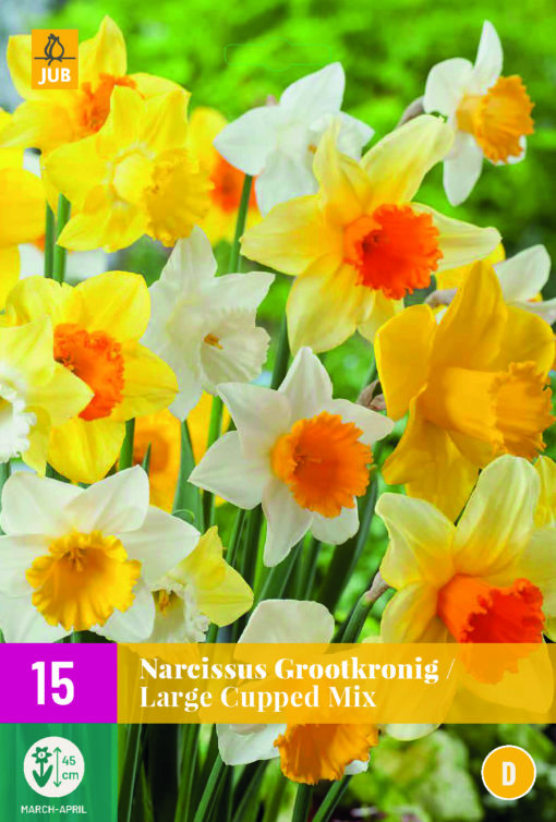 NARCISSI LARGE CUPPED MIX 15