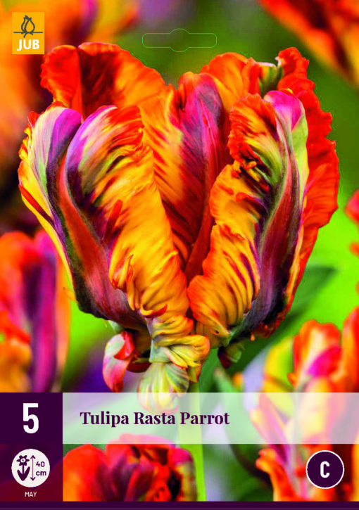 TULIPA RASTA PARROT 5