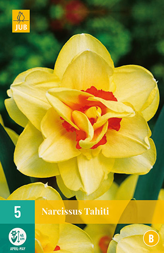NARCISSER TAHITI 5