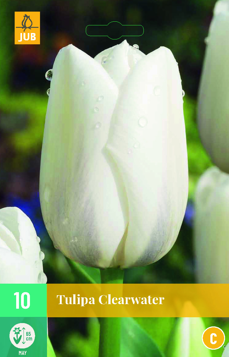 TULIP CLEARWATER 10