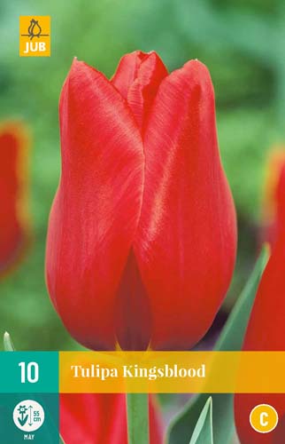 Tulipa Kingsblood