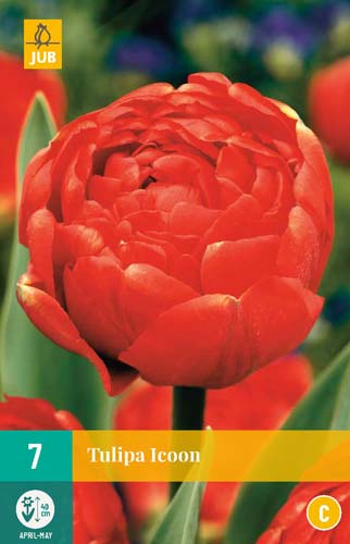 Tulipa Icoon