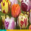 Tulipa Flaming Beauty Mix