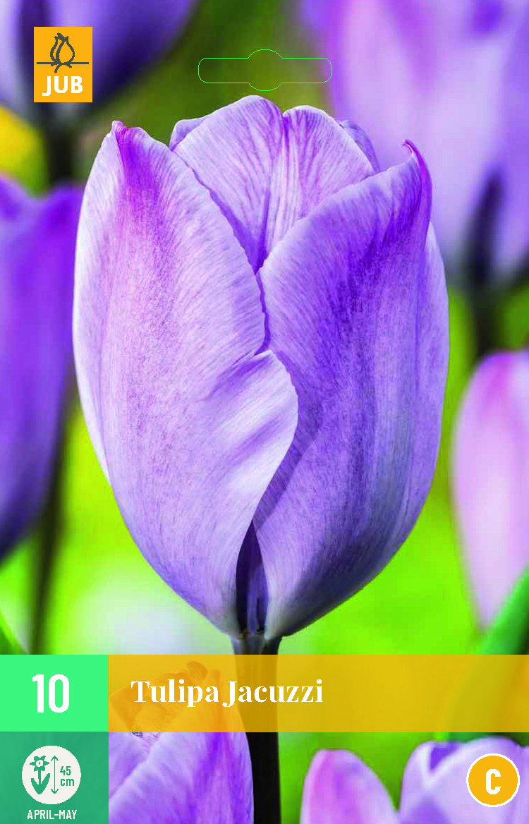 TULIP JACUZZI 10