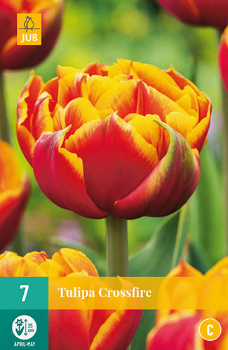 TULIP CROSSFIRE 7