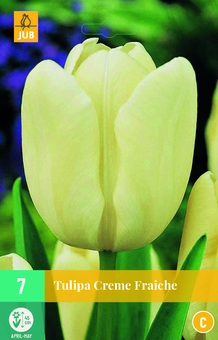 TULIPA CREME FRAICHE 7