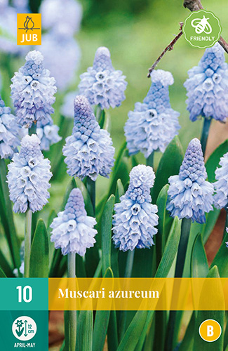MUSCARI AZUREUM 10