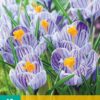 KROKUS PICKWICK 10