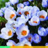 KROKUS BLUE PEARL 15
