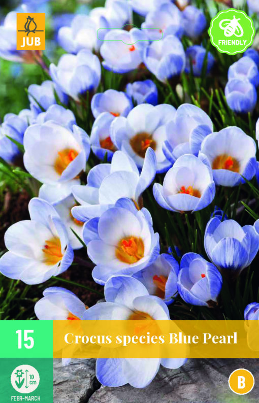 KROKUS BLUE PEARL 15