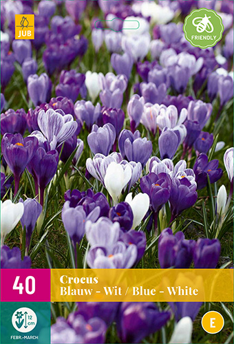 CROCUS BLUE/WHITE 30