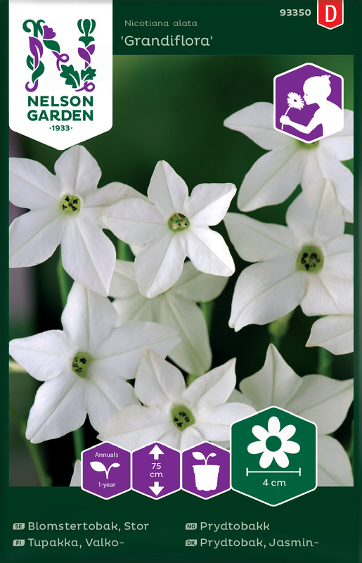 Prydtobakk, Grandiflora, hvit