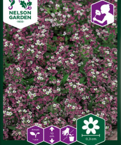 Smådodre, Violet Queen