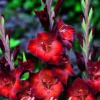 Gladiolus Azurro 10 stk