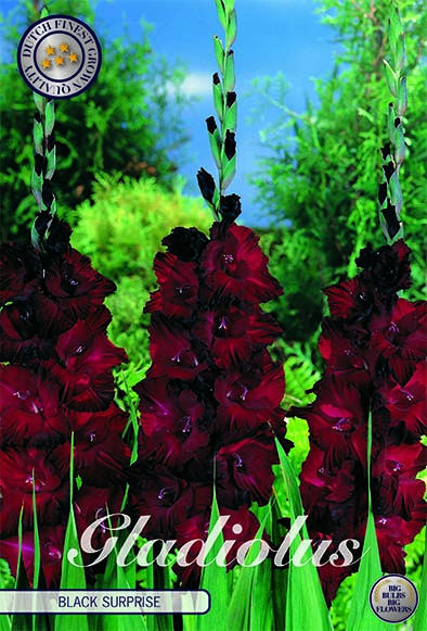 Gladiolus Black  Surprice  10 stk