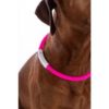 Dog Collar LED Lights Pink