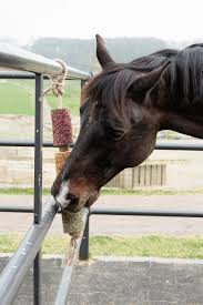 Grooming Deluxe Wooden Relax Horse Toy