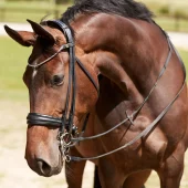 Finesse Cayenne Kandar