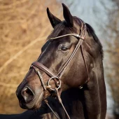 Finesse Himalaya Hodelag