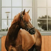 Finesse Spirit M/Lav nesereim - Rundsydd