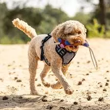 gallery-11751-for-104043