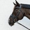 Kentucky Anti Fly Nose Net