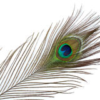Peacock eyes nat 6pk