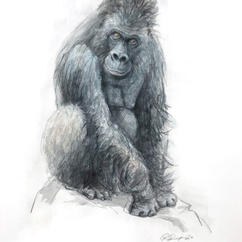 Møkleby, Per Ragnar - Gorilla, tegning