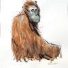 Møkleby, Per Ragnar - Orangutang, tegning