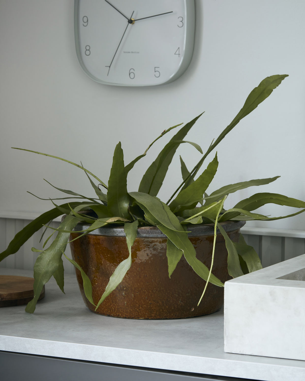 HD, Planter Whai L