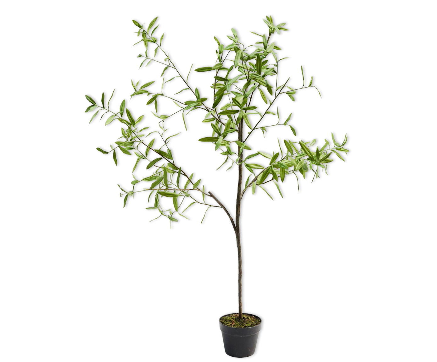 Silk-ka, Olive Tree