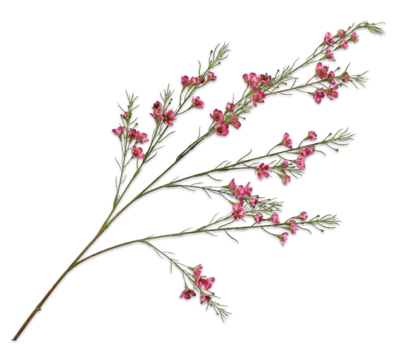Silk-ka, Waxflower Pink