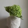 VKW, Hortensia grønn