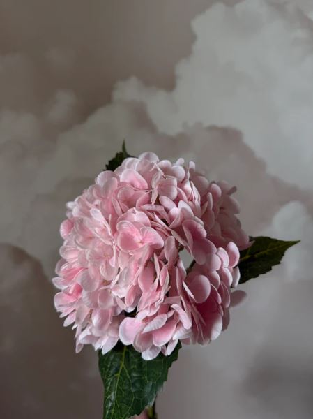 gallery-22548-for-113730