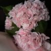 VKW, Hortensia lys rosa