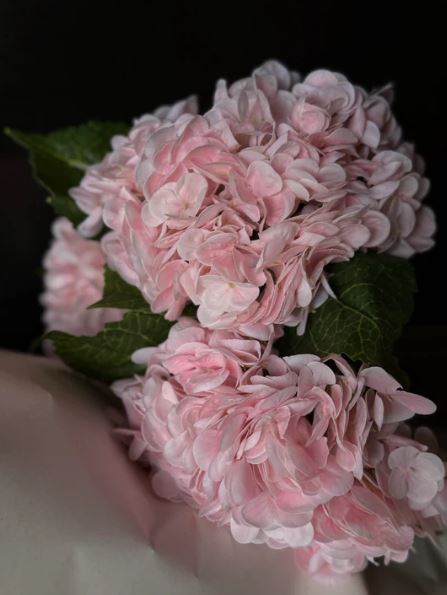 VKW, Hortensia lys rosa