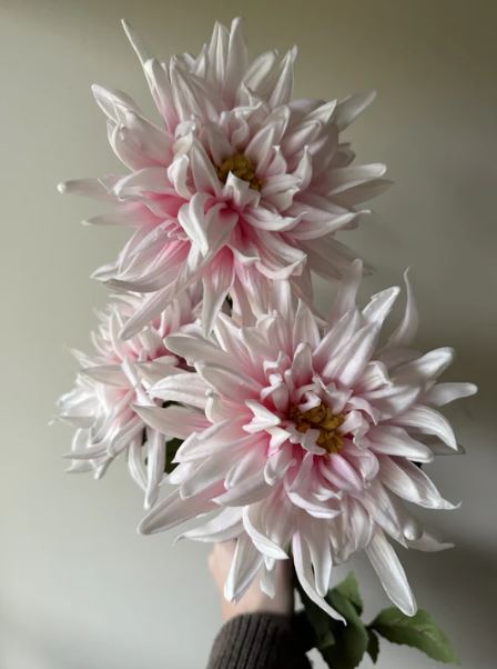 VKW, Dahlia rosa