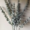 VKW, Eucalyptus