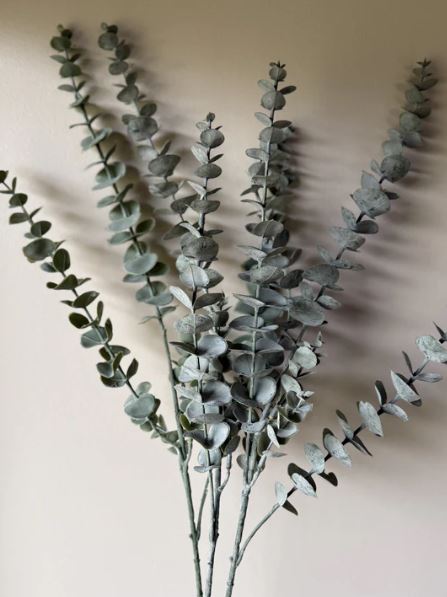 VKW, Eucalyptus