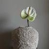VKW, Anthurium hvit/grønn